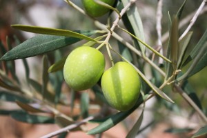 huile d'olive précieuse et prodigieuse