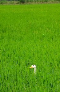 canard des rizières